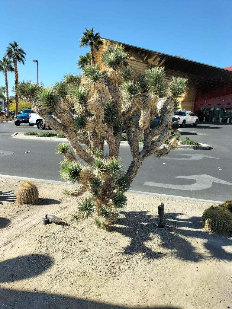 Garden Outside the Virgin Hotel and Casino in Las Vegas